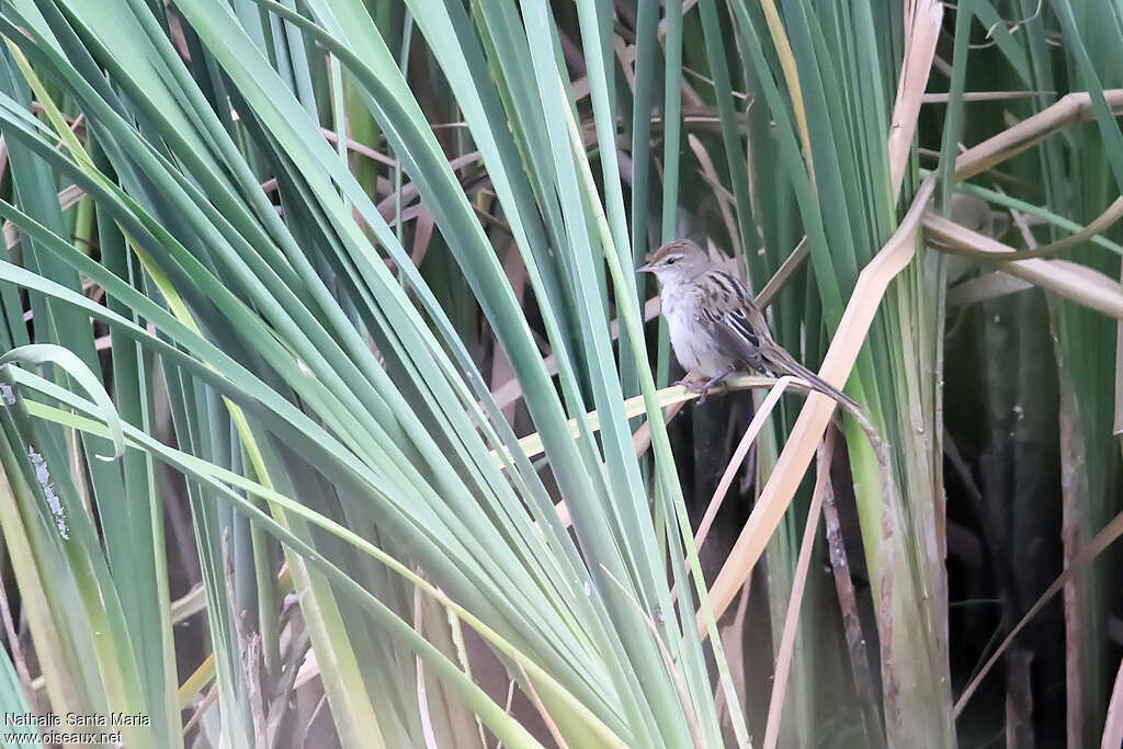 Mégalure menueadulte, identification