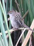 Little Grassbird