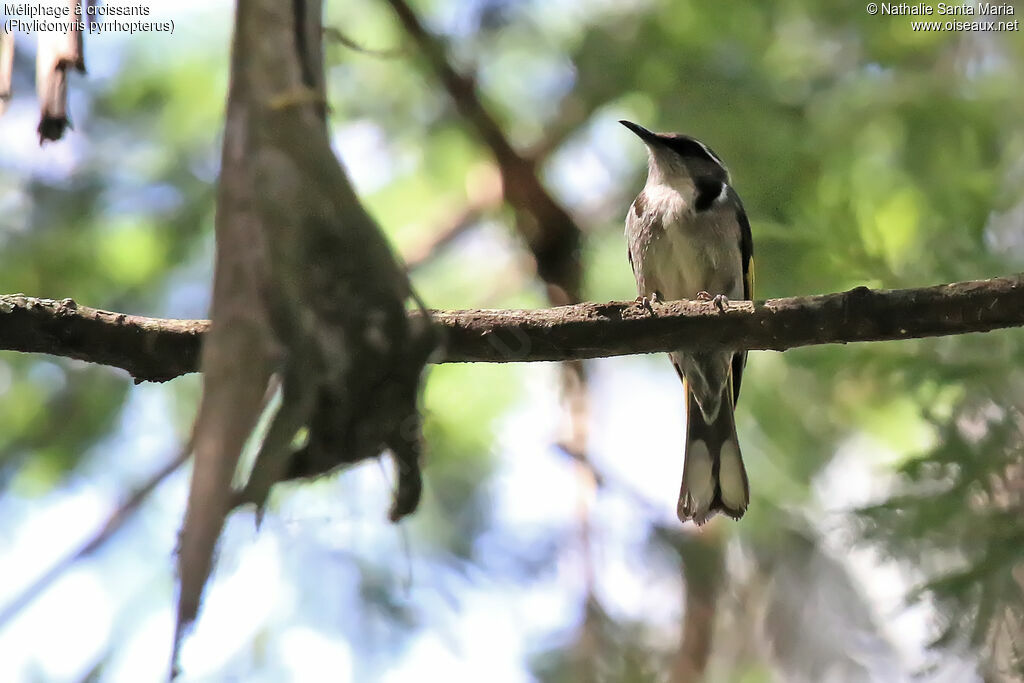 Crescent Honeyeateradult, habitat