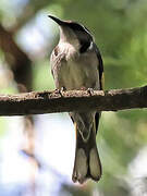 Crescent Honeyeater