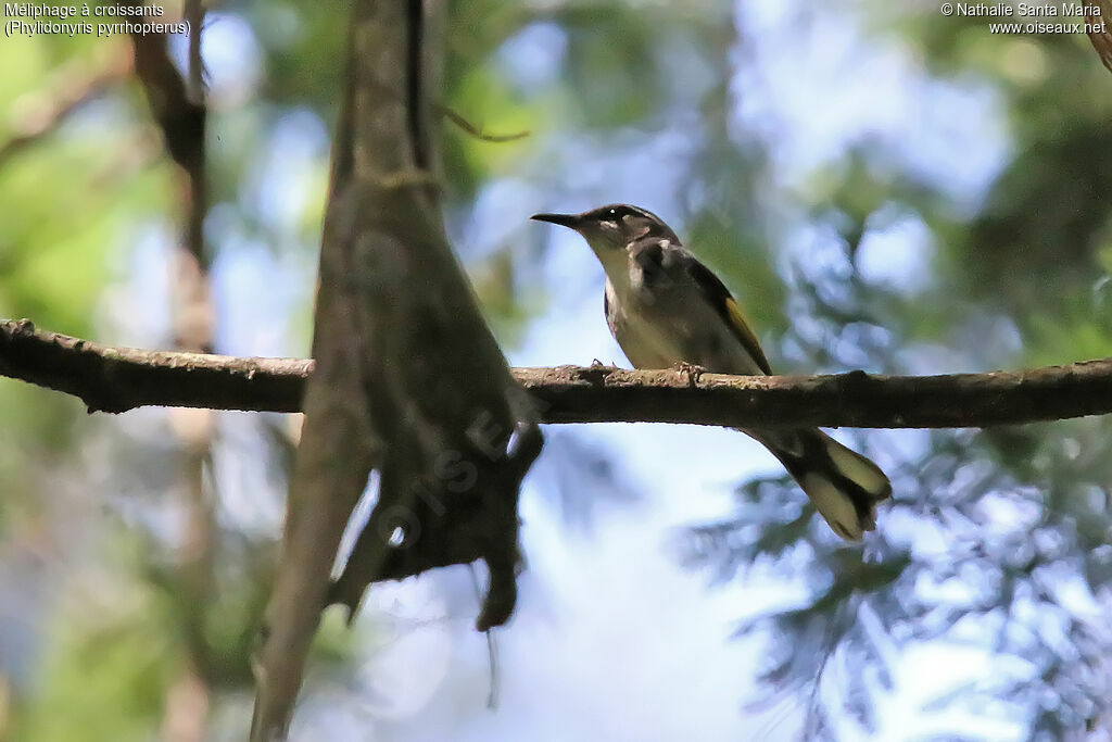 Crescent Honeyeateradult, habitat