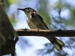 Crescent Honeyeater