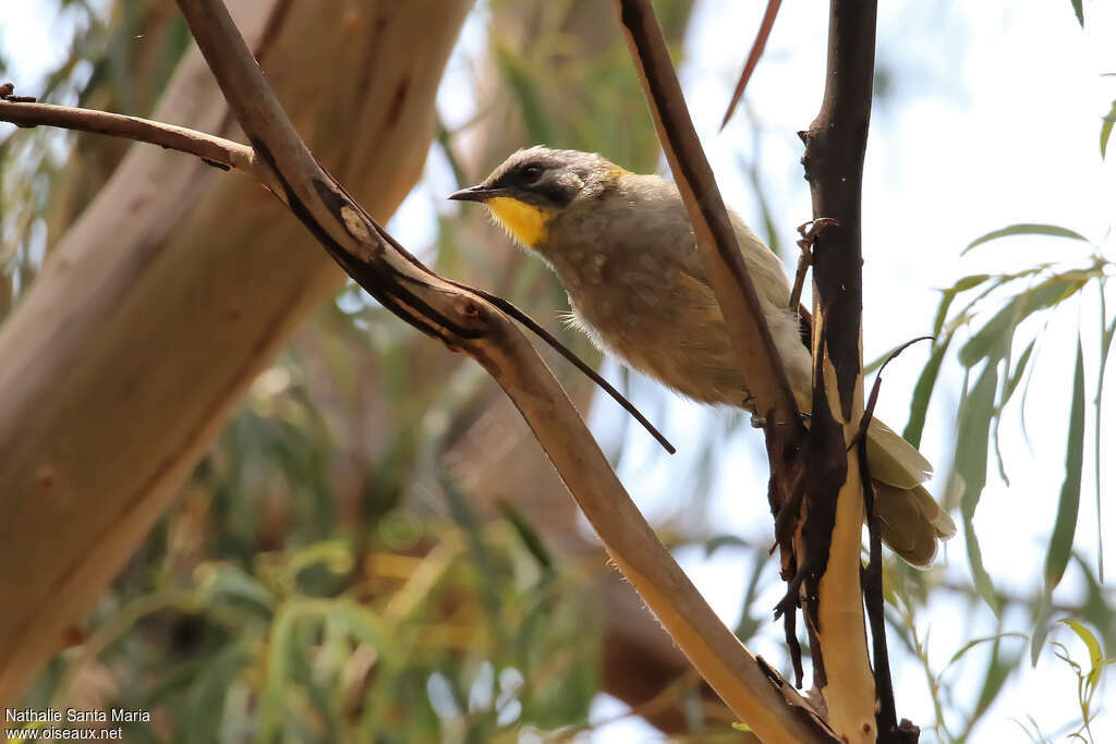 Yellow-throated Honeyeateradult, identification