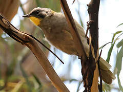 Yellow-throated Honeyeater