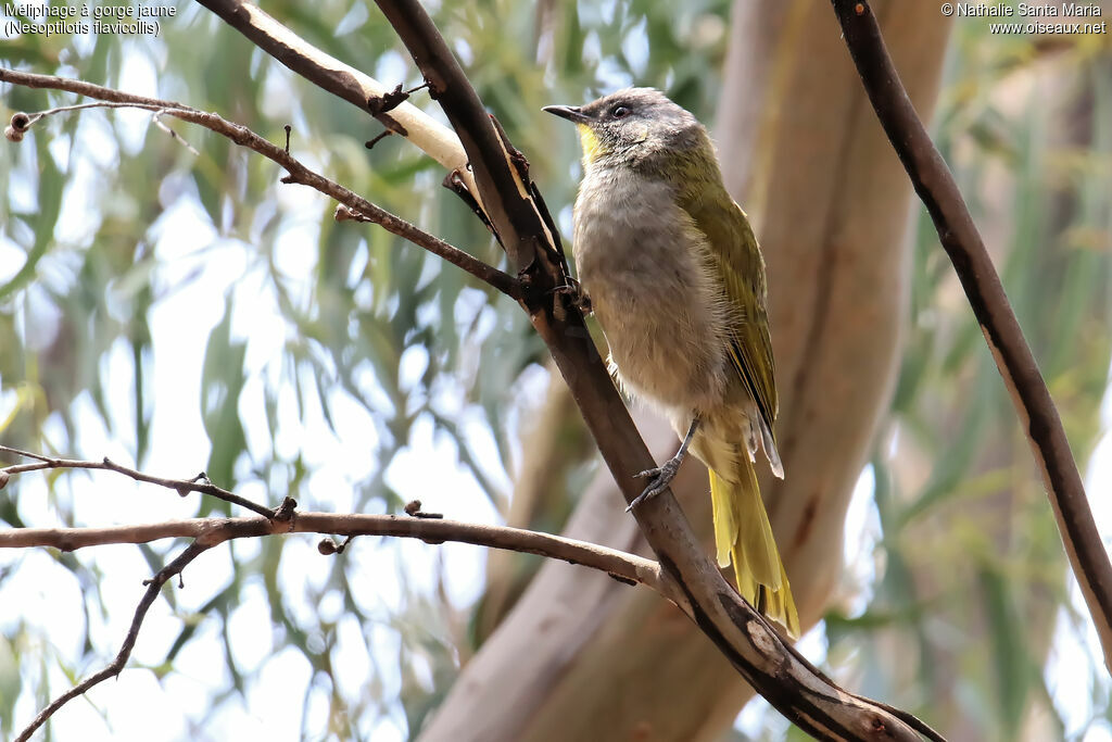 Yellow-throated Honeyeateradult, identification