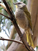 Yellow-throated Honeyeater