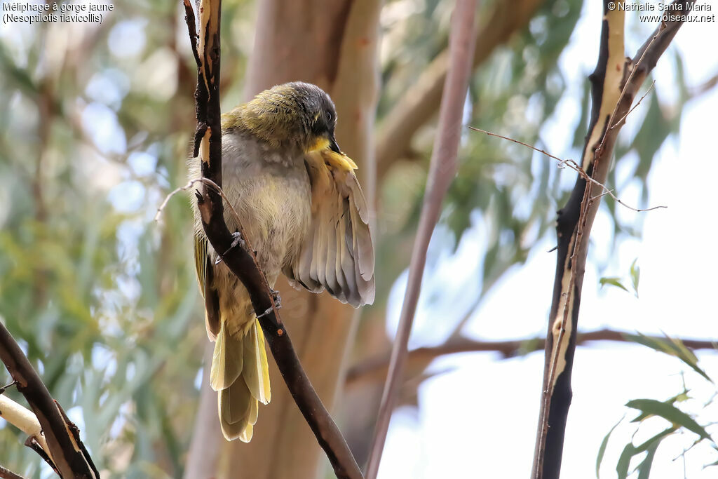 Yellow-throated Honeyeateradult, identification, care