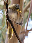 Yellow-throated Honeyeater