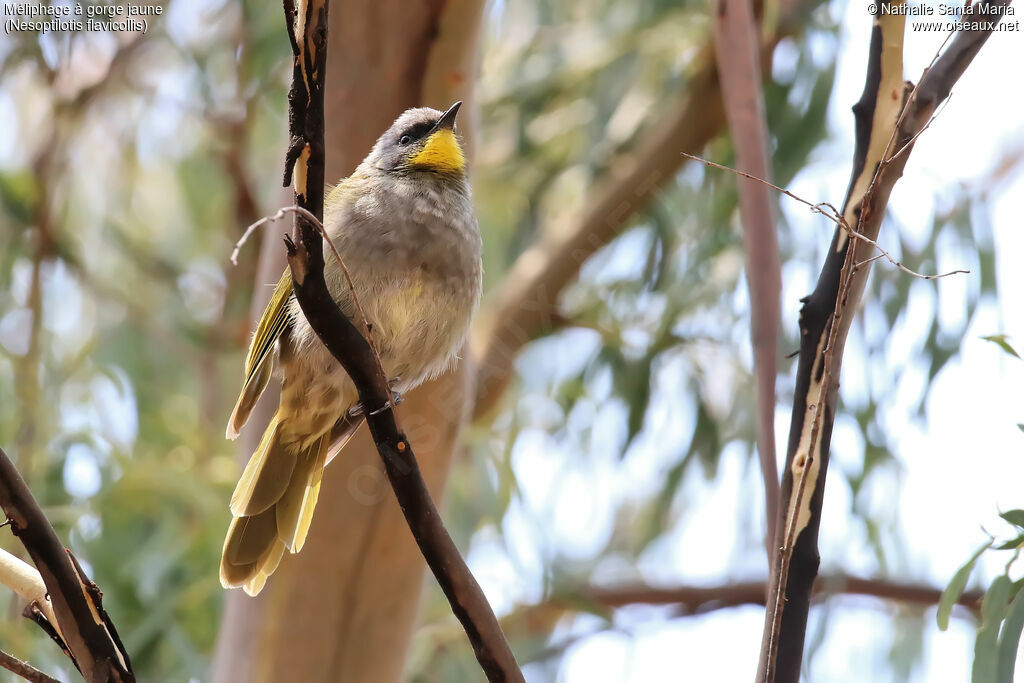 Yellow-throated Honeyeateradult, identification