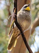 Yellow-throated Honeyeater