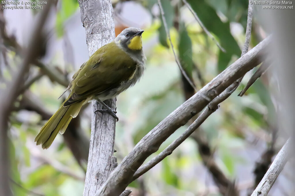 Yellow-throated Honeyeateradult, identification