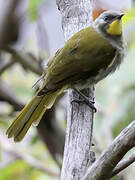 Yellow-throated Honeyeater