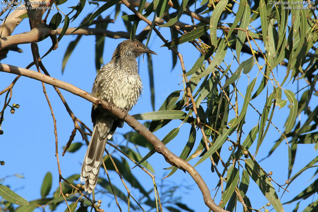 Little Wattlebirdadult, identification