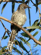 Little Wattlebird