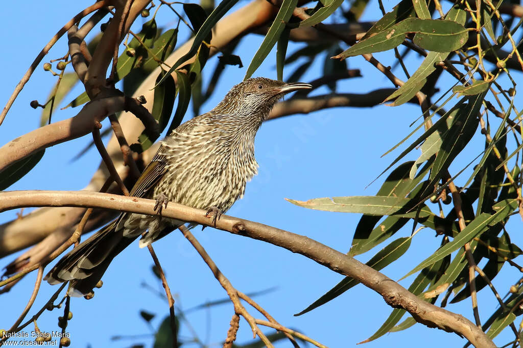 Little Wattlebirdadult