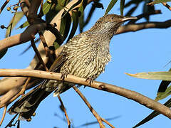 Little Wattlebird