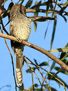 Little Wattlebird