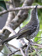 Little Wattlebird