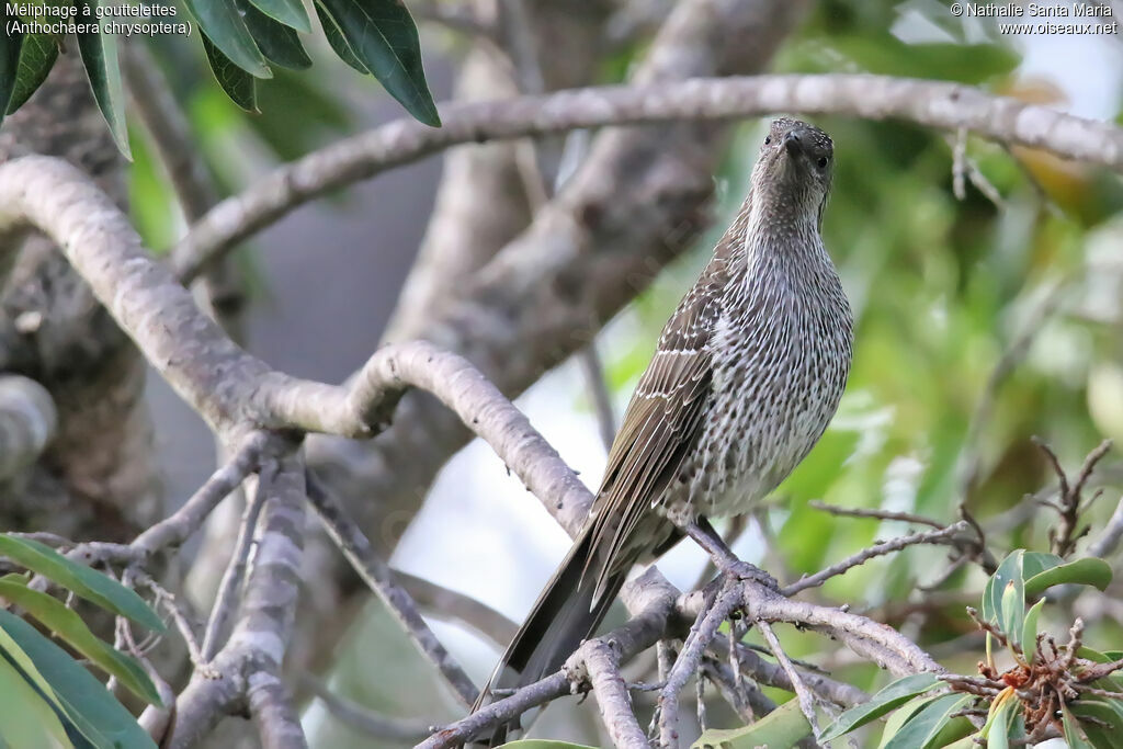 Little Wattlebirdadult, identification