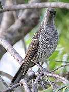 Little Wattlebird