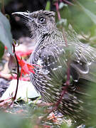 Little Wattlebird