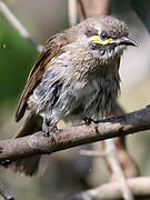 Yellow-faced Honeyeater