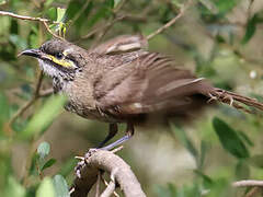 Yellow-faced Honeyeater