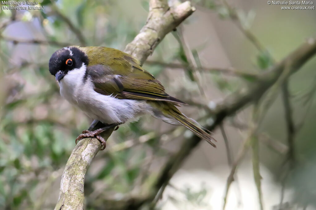 White-naped Honeyeateradult, identification