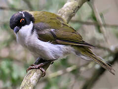 White-naped Honeyeater