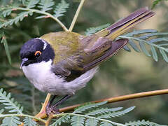 White-naped Honeyeater