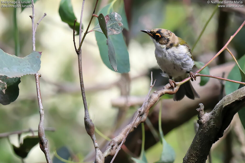 White-naped Honeyeaterimmature, identification