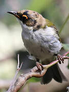 White-naped Honeyeater