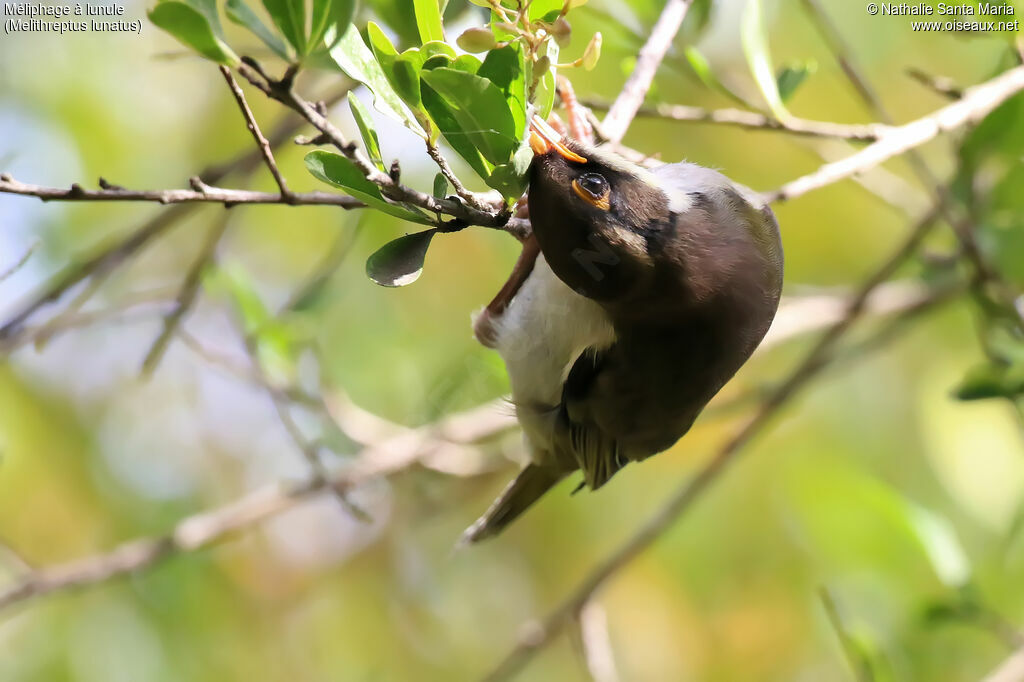 White-naped Honeyeaterimmature, feeding habits