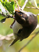 White-naped Honeyeater