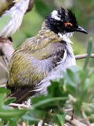 White-naped Honeyeater