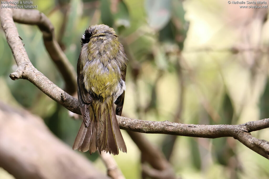 White-naped Honeyeateradult, aspect