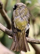 White-naped Honeyeater