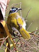 Blue-faced Honeyeater