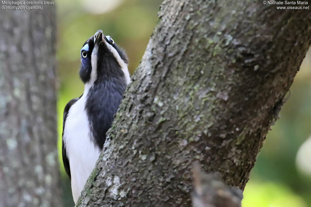 Blue-faced Honeyeater male adult breeding, identification