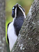 Blue-faced Honeyeater