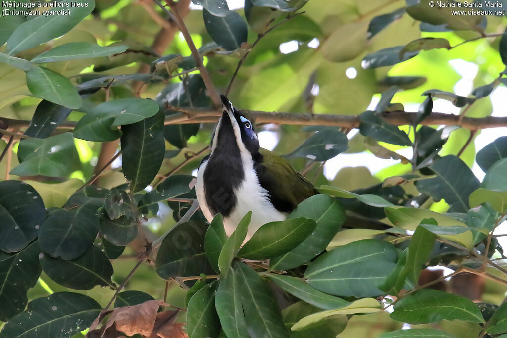 Blue-faced Honeyeater male adult breeding, identification, fishing/hunting