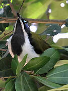 Blue-faced Honeyeater