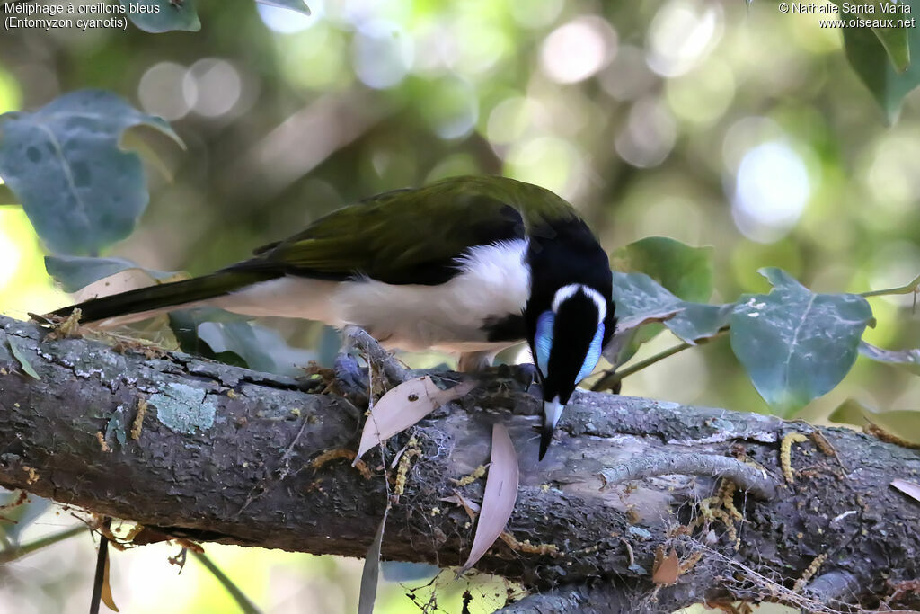 Blue-faced Honeyeater male adult breeding, identification