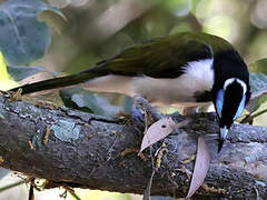 Blue-faced Honeyeater