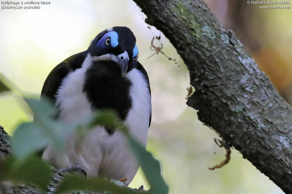 Blue-faced Honeyeater male adult breeding, identification