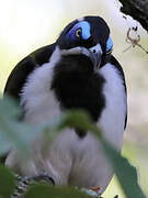 Blue-faced Honeyeater