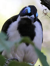 Méliphage à oreillons bleus