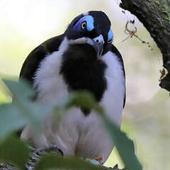 Méliphage à oreillons bleus