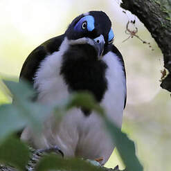 Méliphage à oreillons bleus