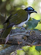 Blue-faced Honeyeater